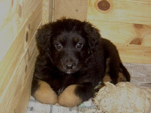 chiot de la porte de Djule